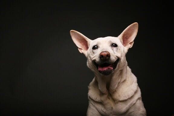 Diana Gray Foundation - Image 1