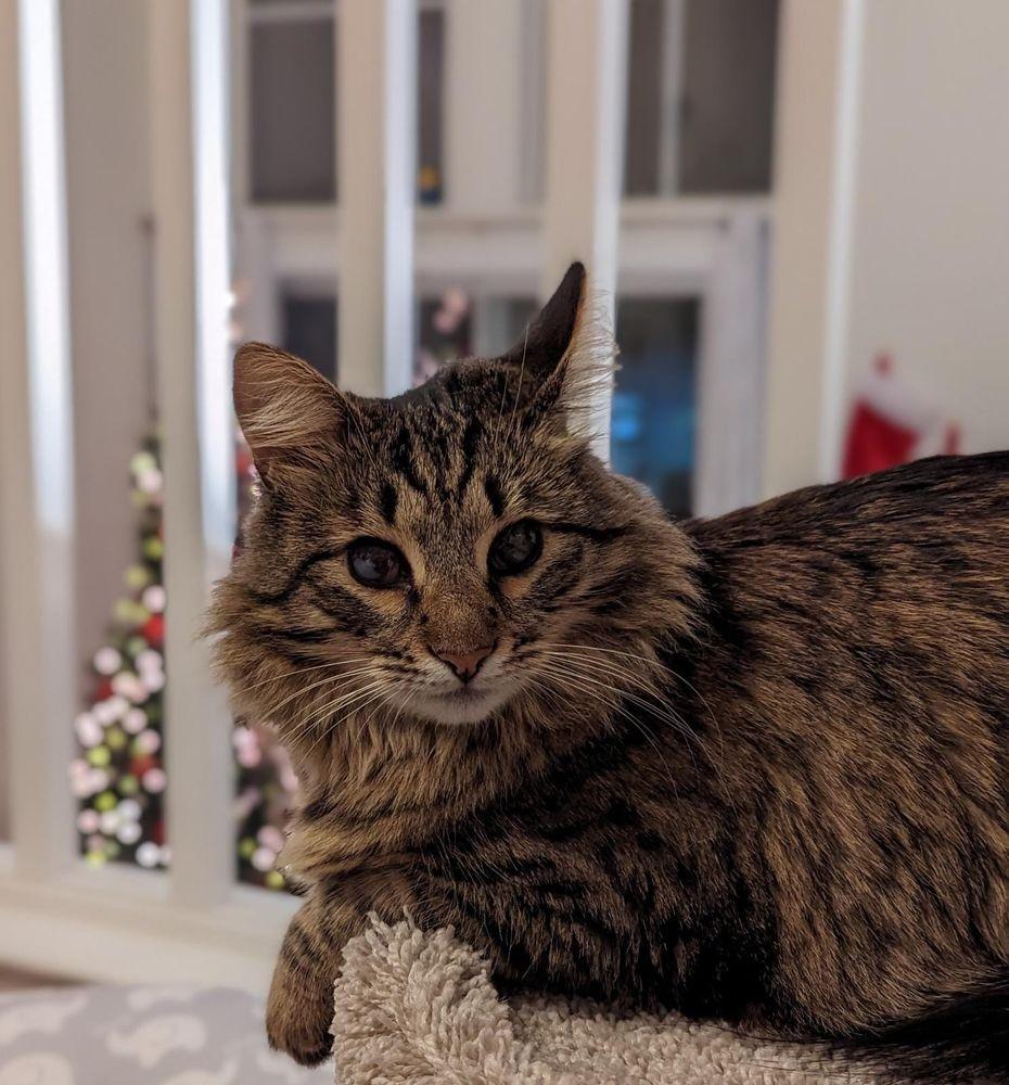 SEN Foundation Animal Rescue - Image 1