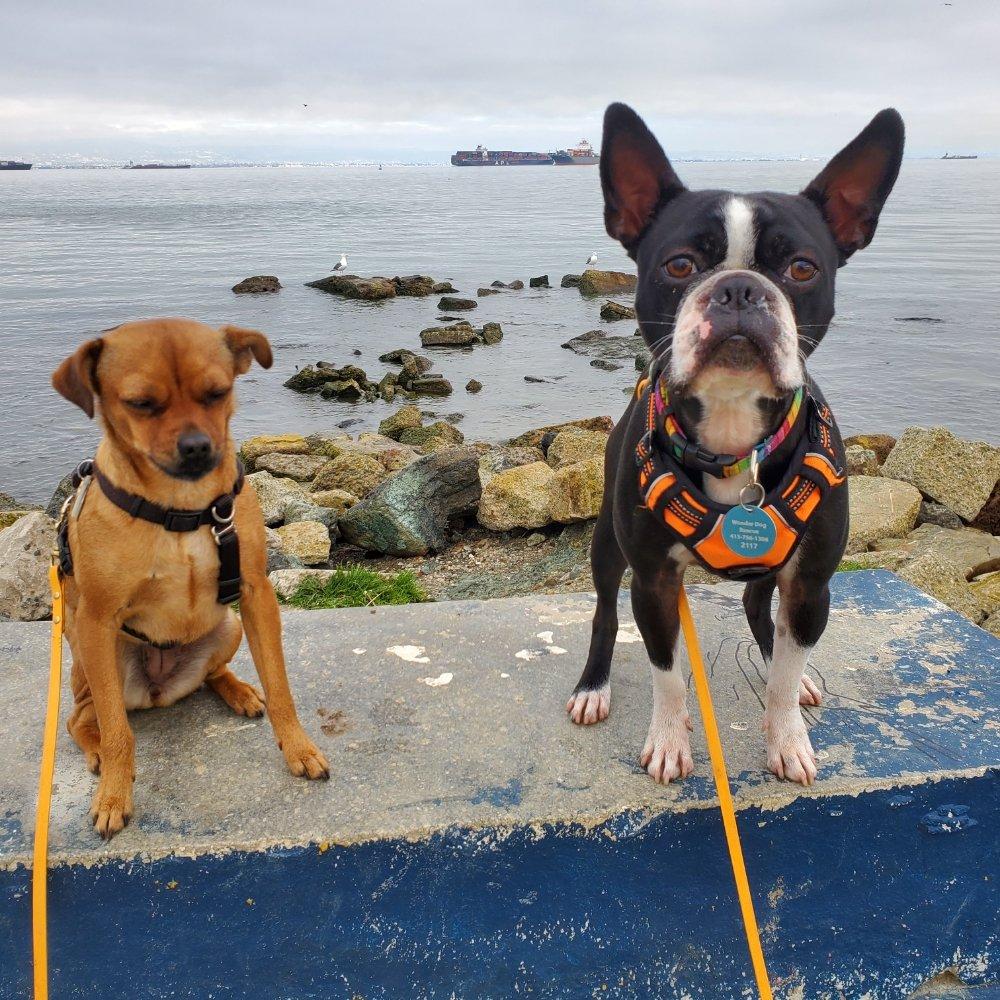 Mission K9 - Image 1