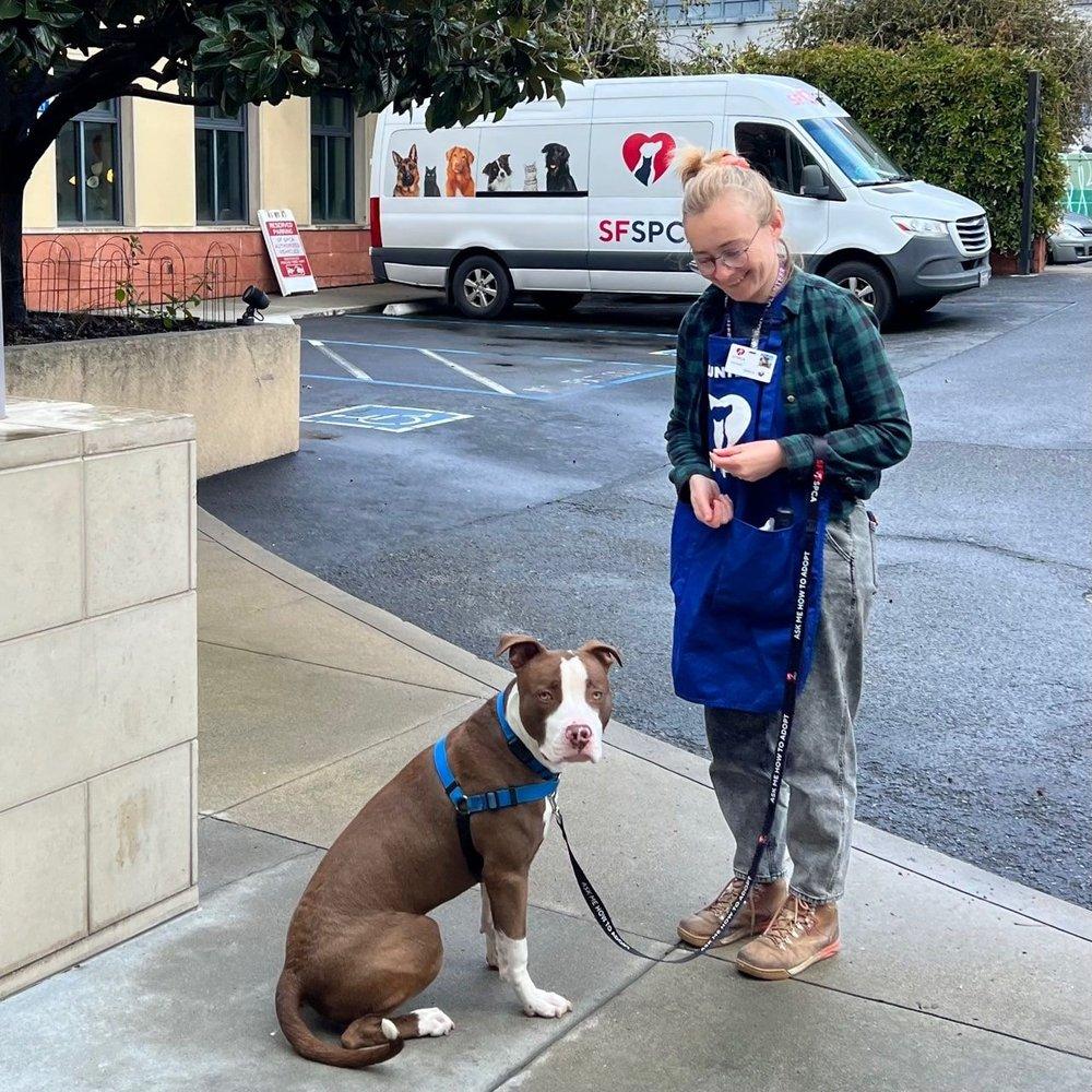 Pintar Dog Training - Image 1