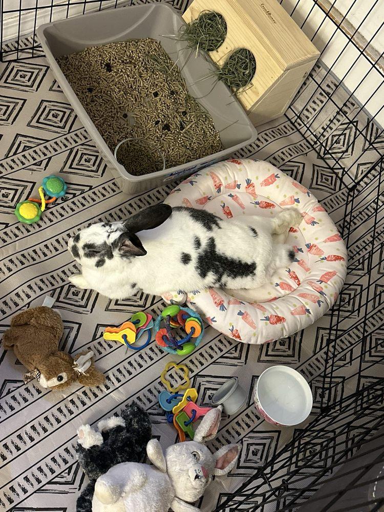 SaveABunny - Image 1