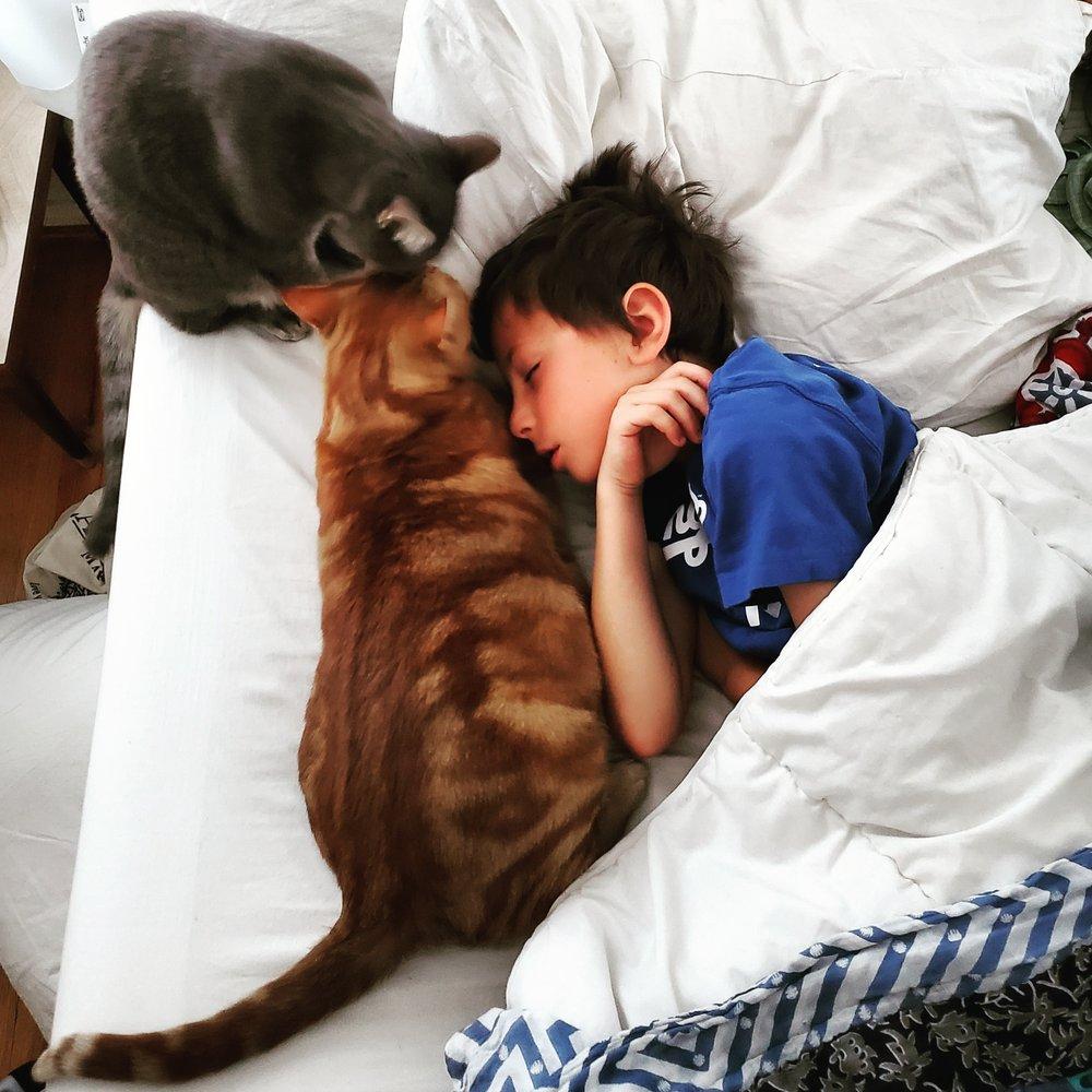 The Cat's Meow Animal Rescue - Image 1