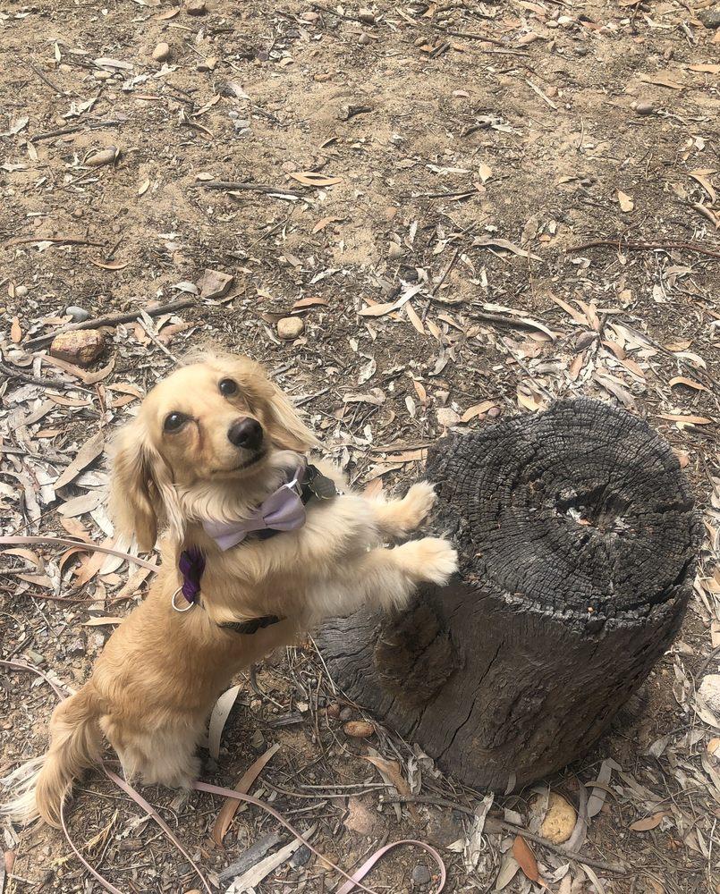 Instinct Dog Training - Image 1