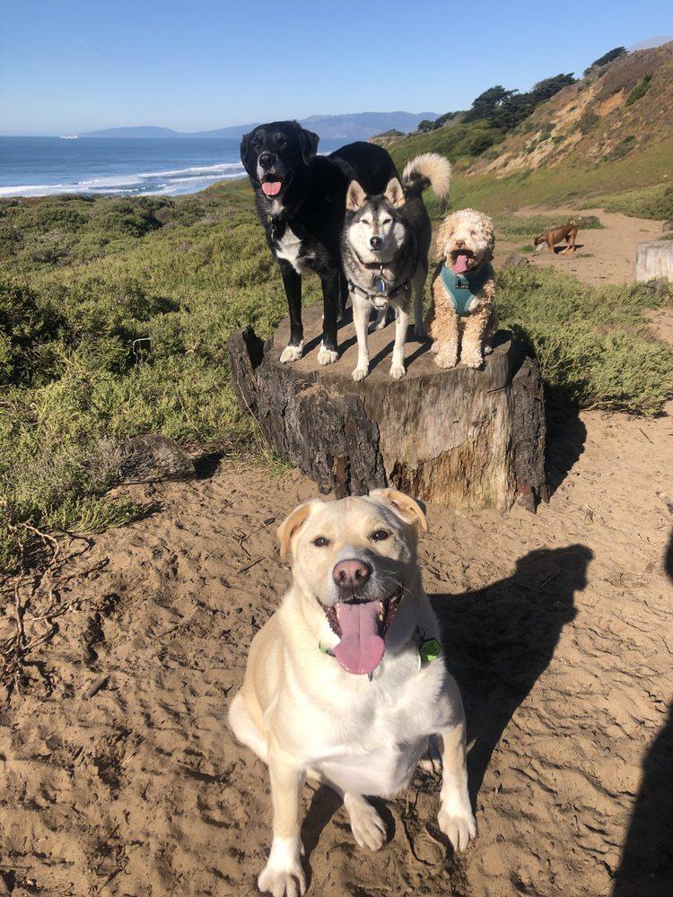 Emily Markham Dog Training - Image 1