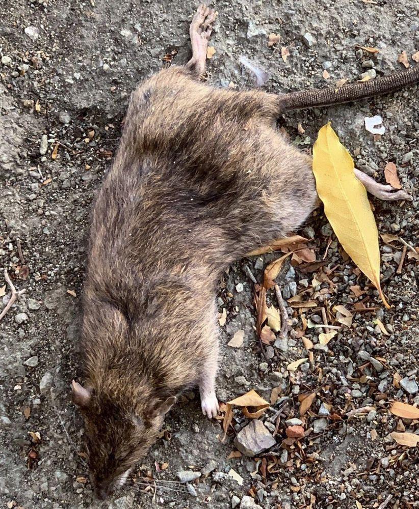 Dead Animal Removal - Image 1