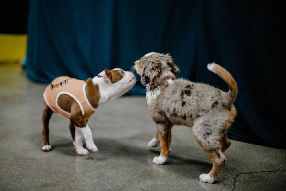 Underdogs Long Beach - Image 1