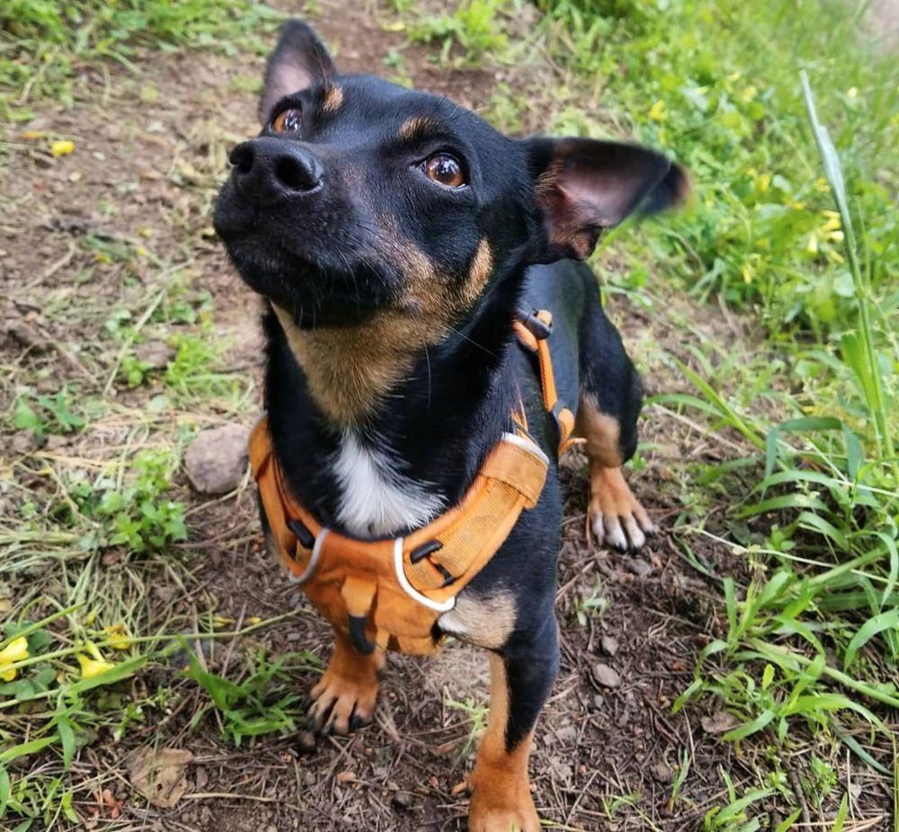 Pack Leader SF - Image 1