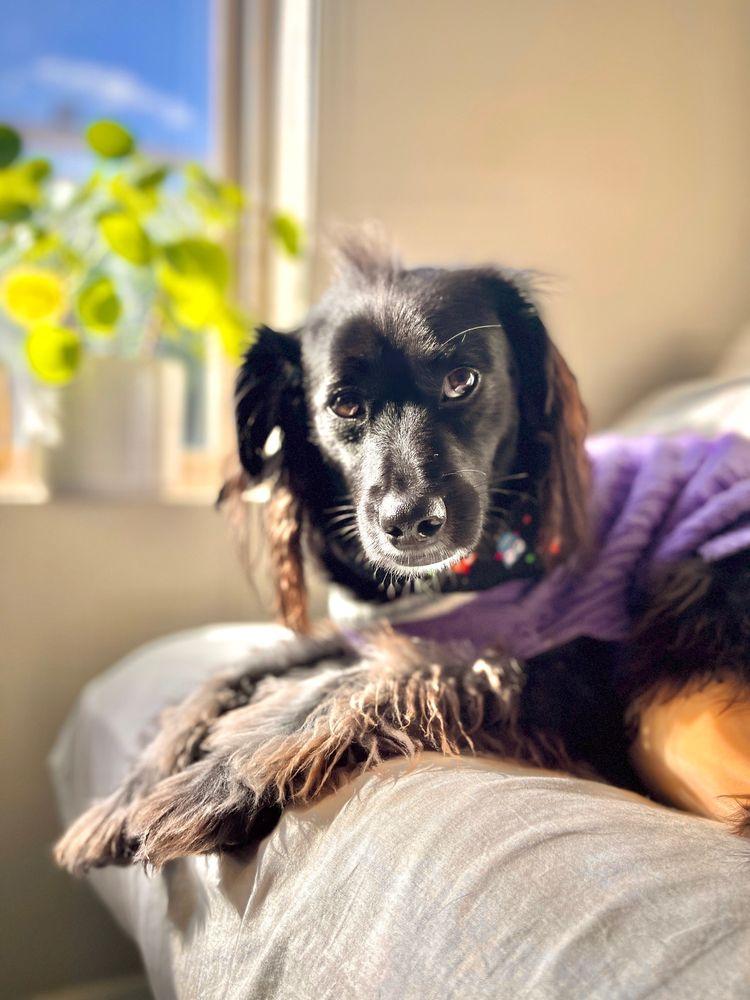 Animal Rescuers Without Borders - Image 1