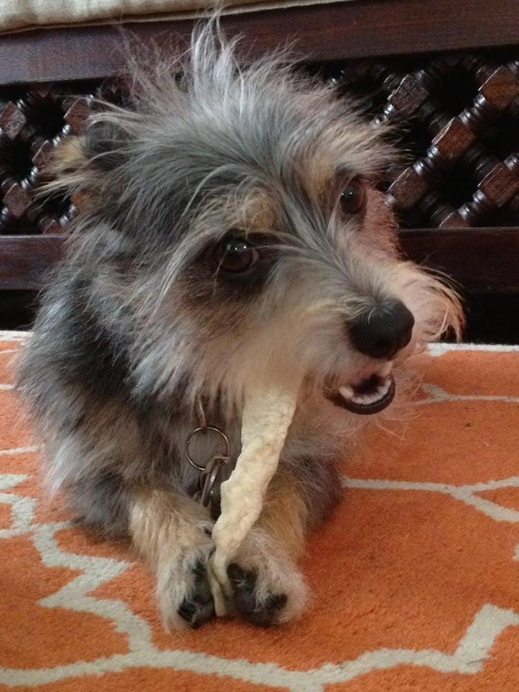 AnimalSavers - Image 1