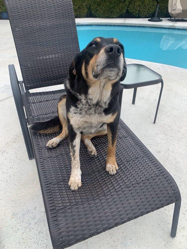 PoochMatch - Image 1