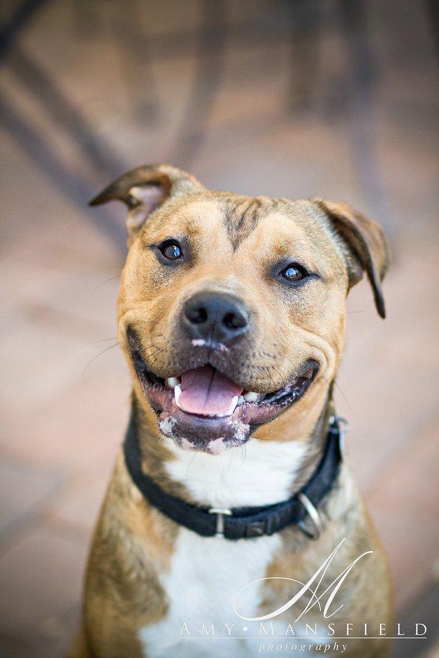 Wagging Dog Rescue - Image 1