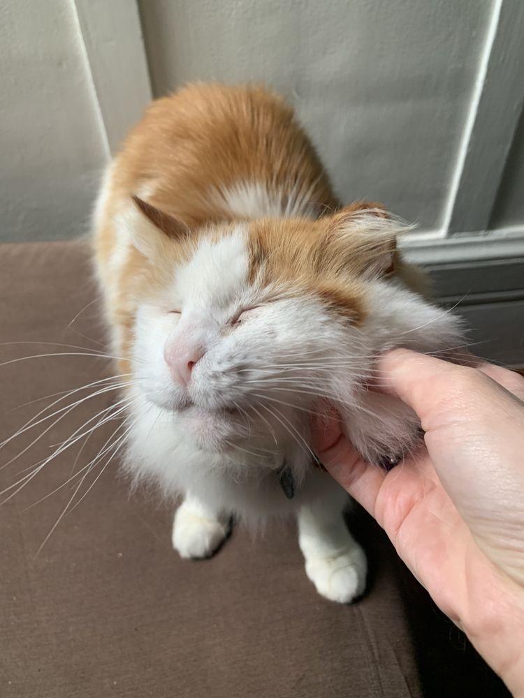 Slow Blinks Cat Care - Image 1