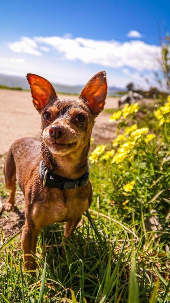 Cultured Hounds - Image 1