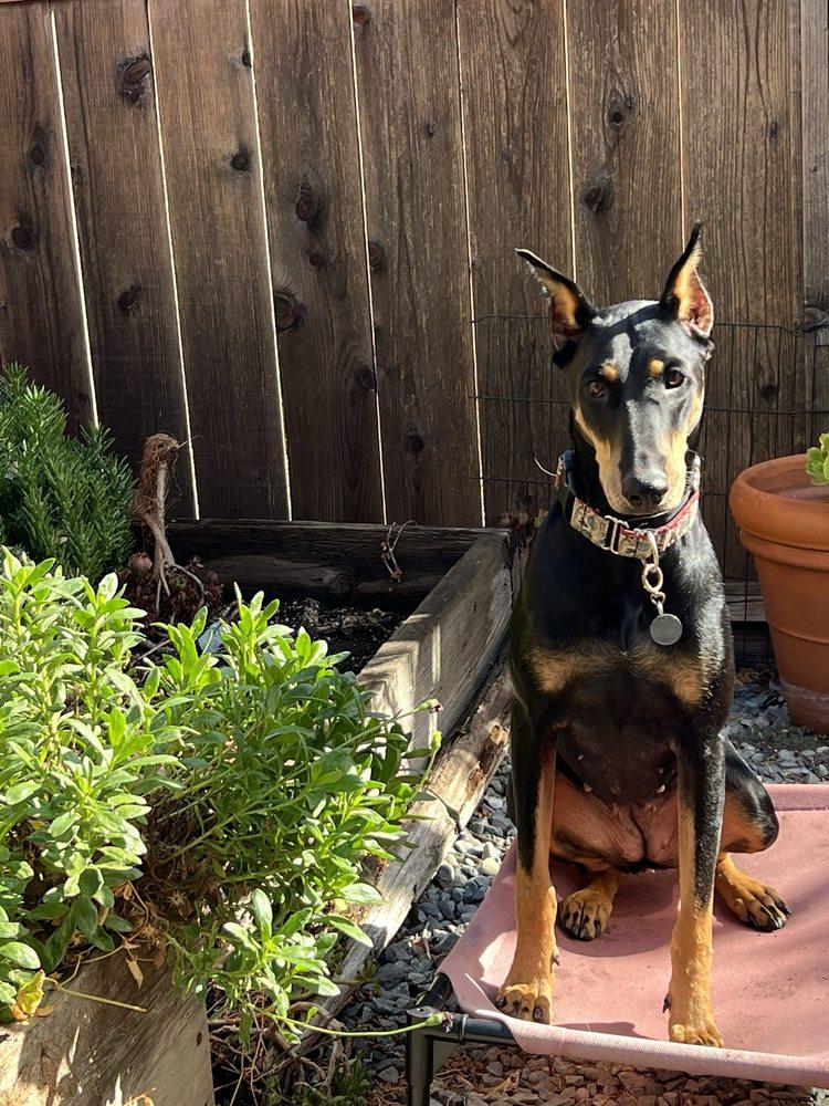 Waggology Dog Training - Image 1