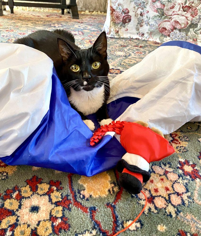 Your Cat's Companion - Image 1