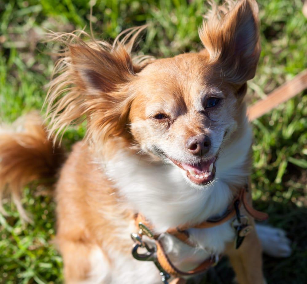 Bonesy - SF Dog Walkers - Image 1