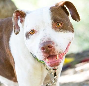 Home At Last Rescue - Image 1