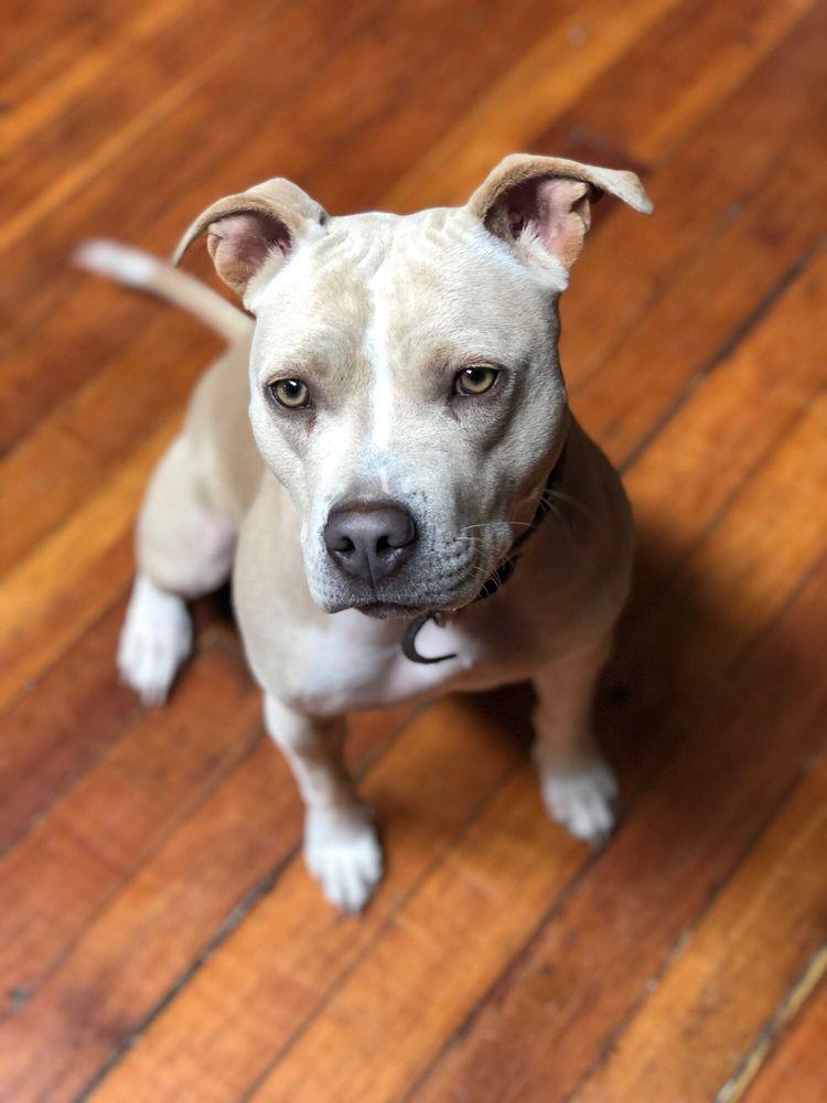 Devoted Dog Training - Image 1