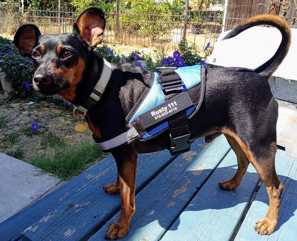 Rusty's Dog Watch - Image 1