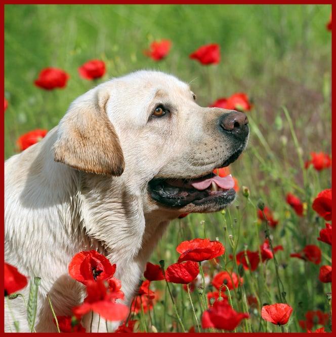 A Gentle Rest - Image 1