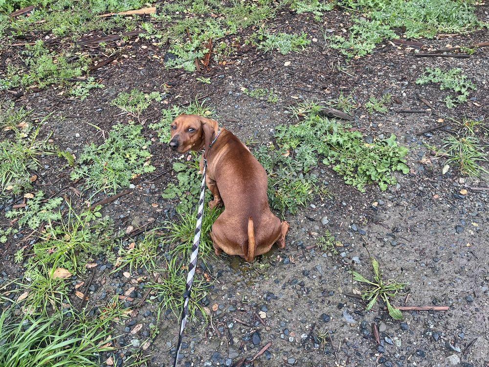 Happi Dogs - Image 1