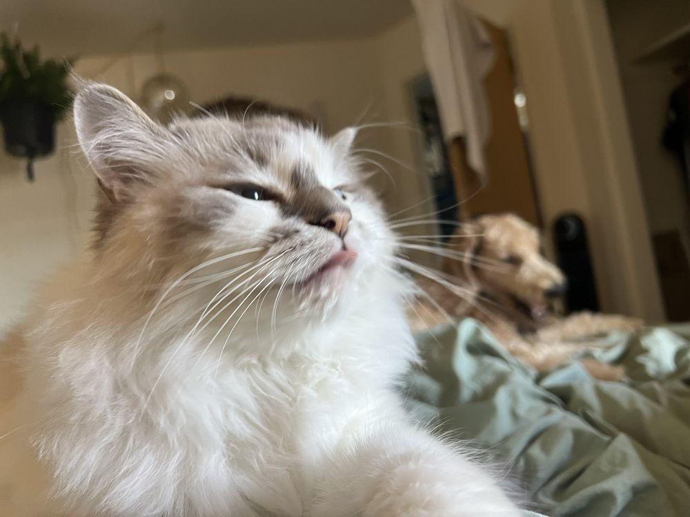 Smith's Veterinary Services - Image 1