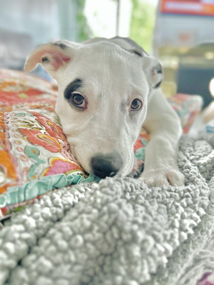 California Labradors, Retrievers & More Rescue - Image 1