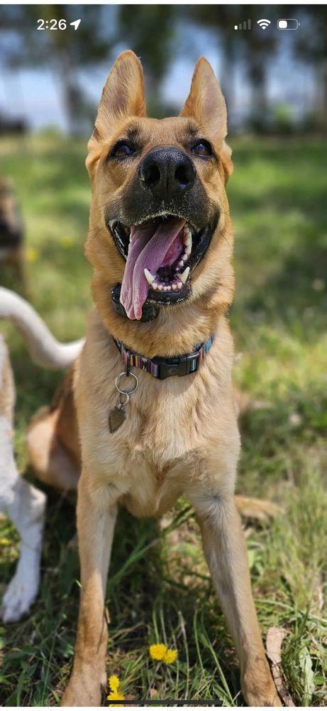 Cause & Effect Dog Training - Image 1