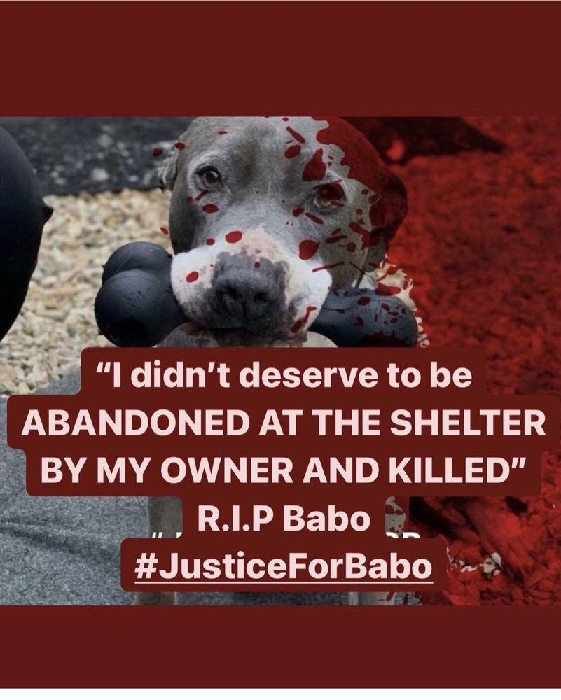 Marching Mutt - Image 1